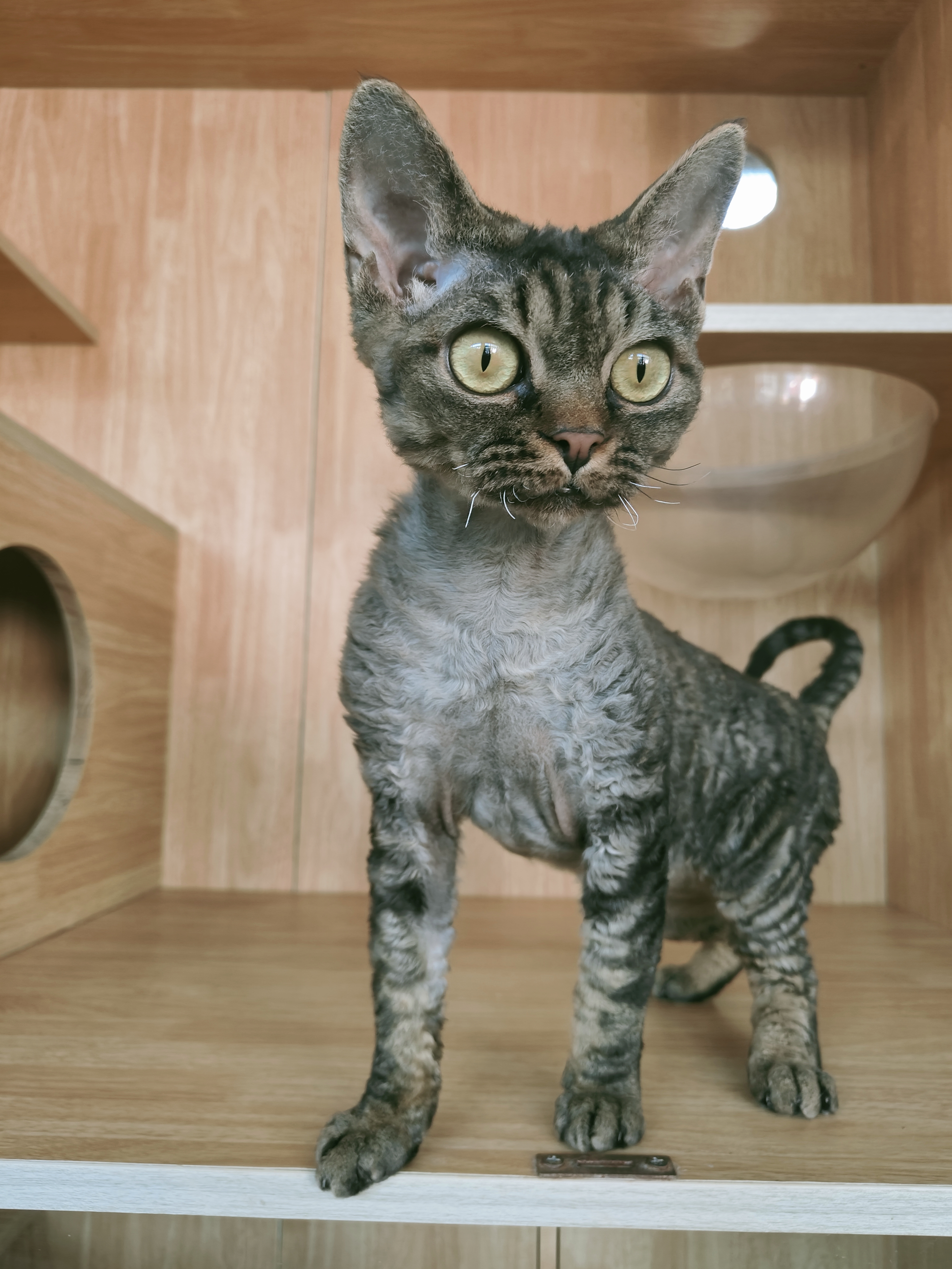 德文卷毛猫公猫弟弟无病无藓特价几百块